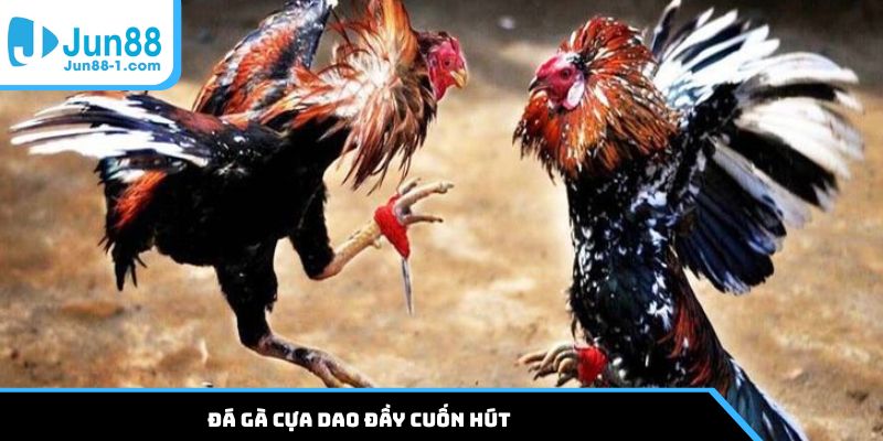 Đá gà cựa dao đầy cuốn hút