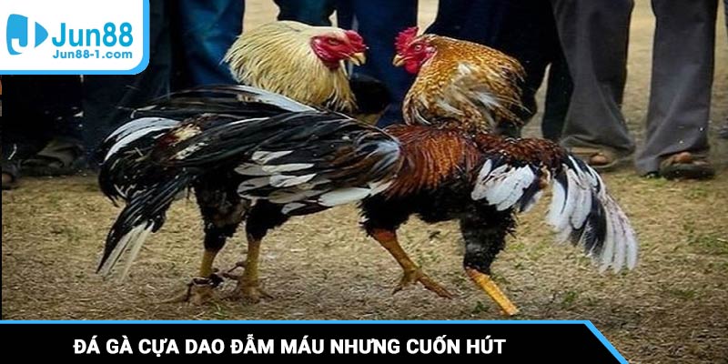 Đá gà cựa dao là cuộc chiến đẫm máu nhưng cuốn hút không thể rời mắt