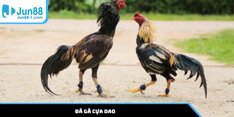 Đá gà cựa dao
