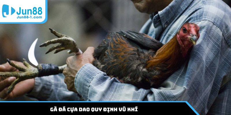 Gà đá cựa dao quy định vũ khí