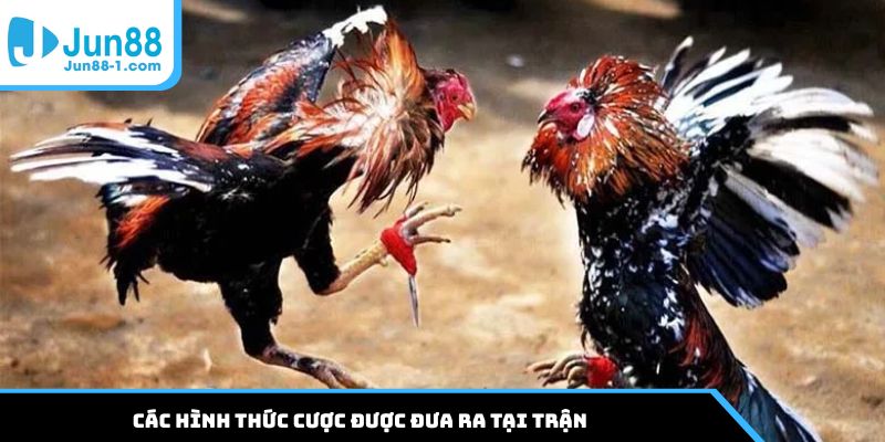 Các hình thức cược được đưa ra tại trận