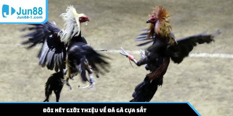 Đôi nét đá gà cựa sắt