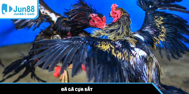 Đá gà cựa sắt