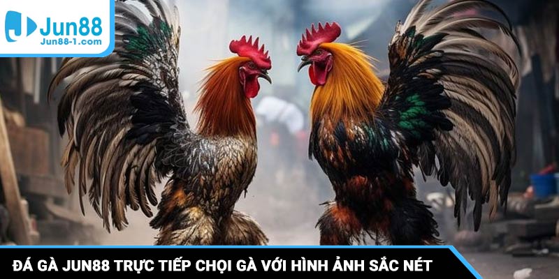 Đá gà Jun88 trực tiếp chọi gà với hình ảnh sắc nét, cận cảnh