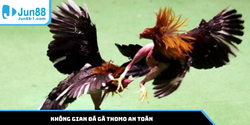 Không gian đá gà Thomo an toàn