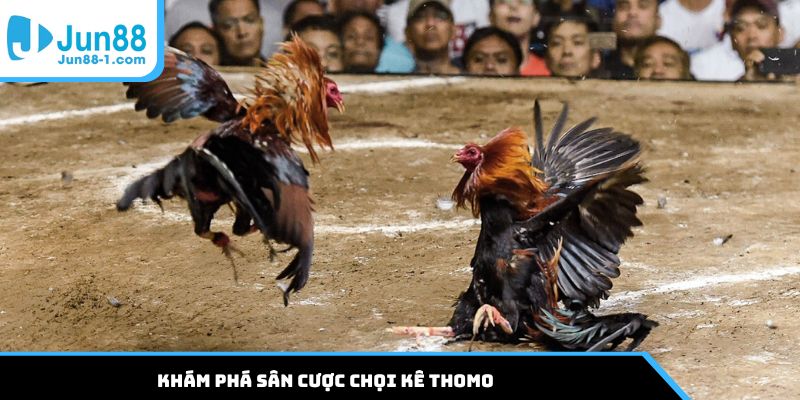 Khám phá sân cược chọi kê Thomo
