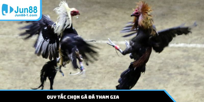 Quy tắc chọn gà đá tham gia