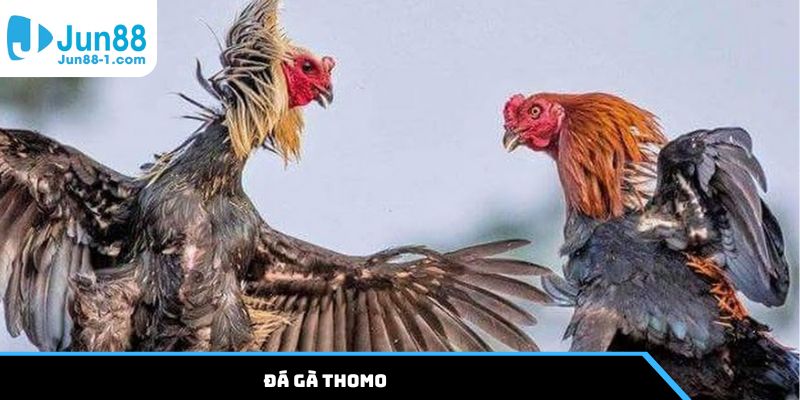 Đá gà thomo