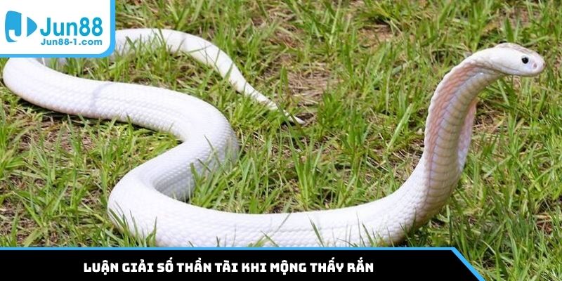 Luận giải số thần tài khi mộng thấy rắn