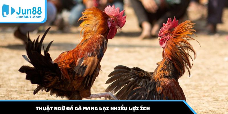 Thuật ngữ đá gà mang lại nhiều lợi ích
