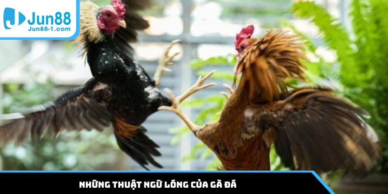Những thuật ngữ lóng của gà đá