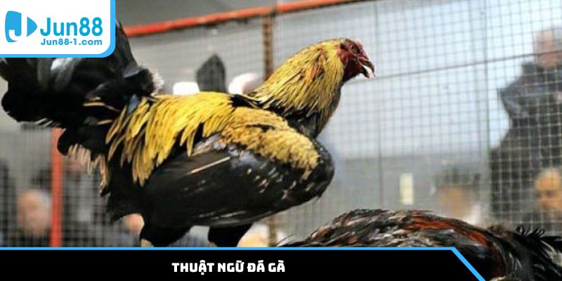 Thuật ngữ đá gà