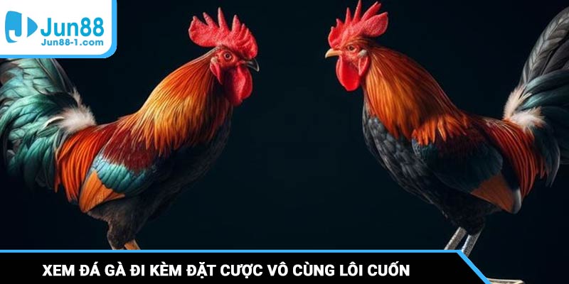 Trải nghiệm xem đá gà đi kèm đặt cược vô cùng lôi cuốn